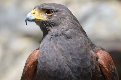 Δωρεάν στοκ φωτογραφιών με harris hawk, άγρια φύση, άγριος Φωτογραφία από στοκ φωτογραφιών