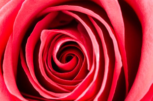 Free Photography of a Rose Stock Photo