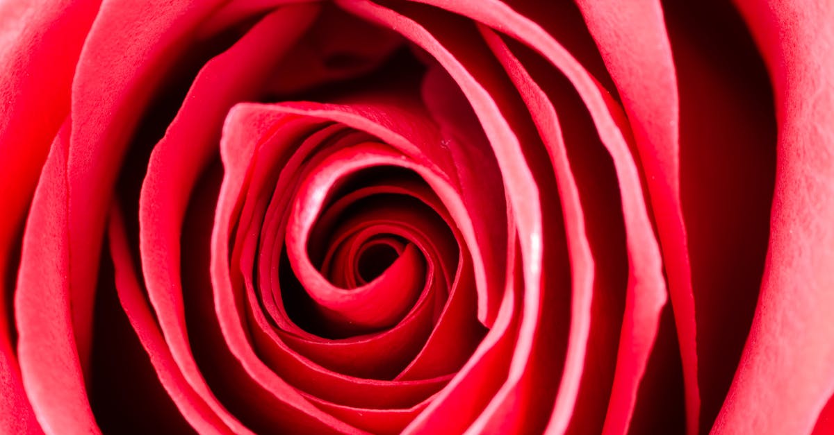 Photography of a Rose · Free Stock Photo