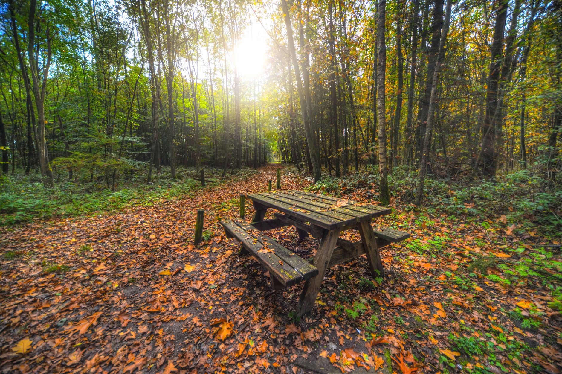 Forest With Bench Brown Wooden Table With Bench Near Green Trees · Free Stock Photo