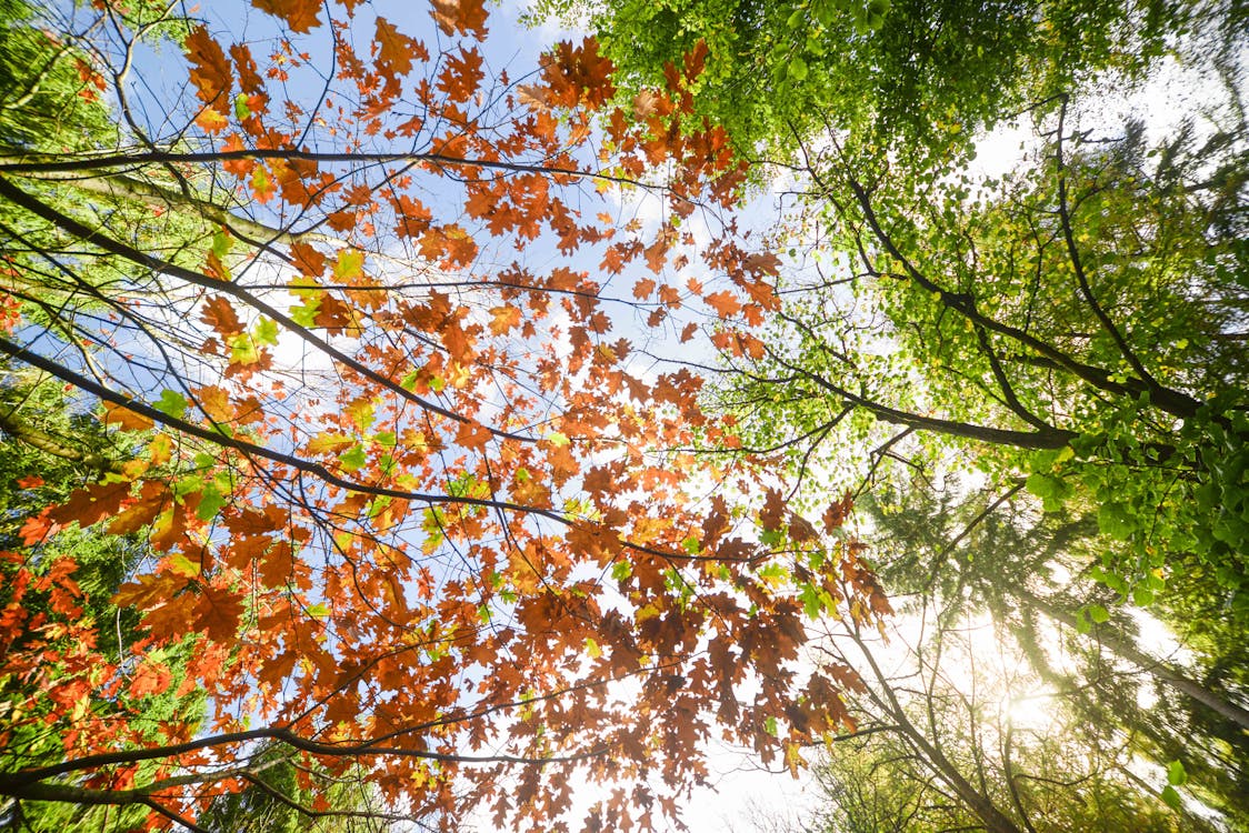 Free Low Angle Photo of Maple Leaves Stock Photo