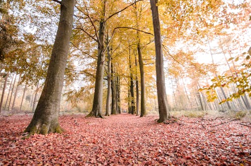 Gratis stockfoto met bladeren, bomen, Boomstammen