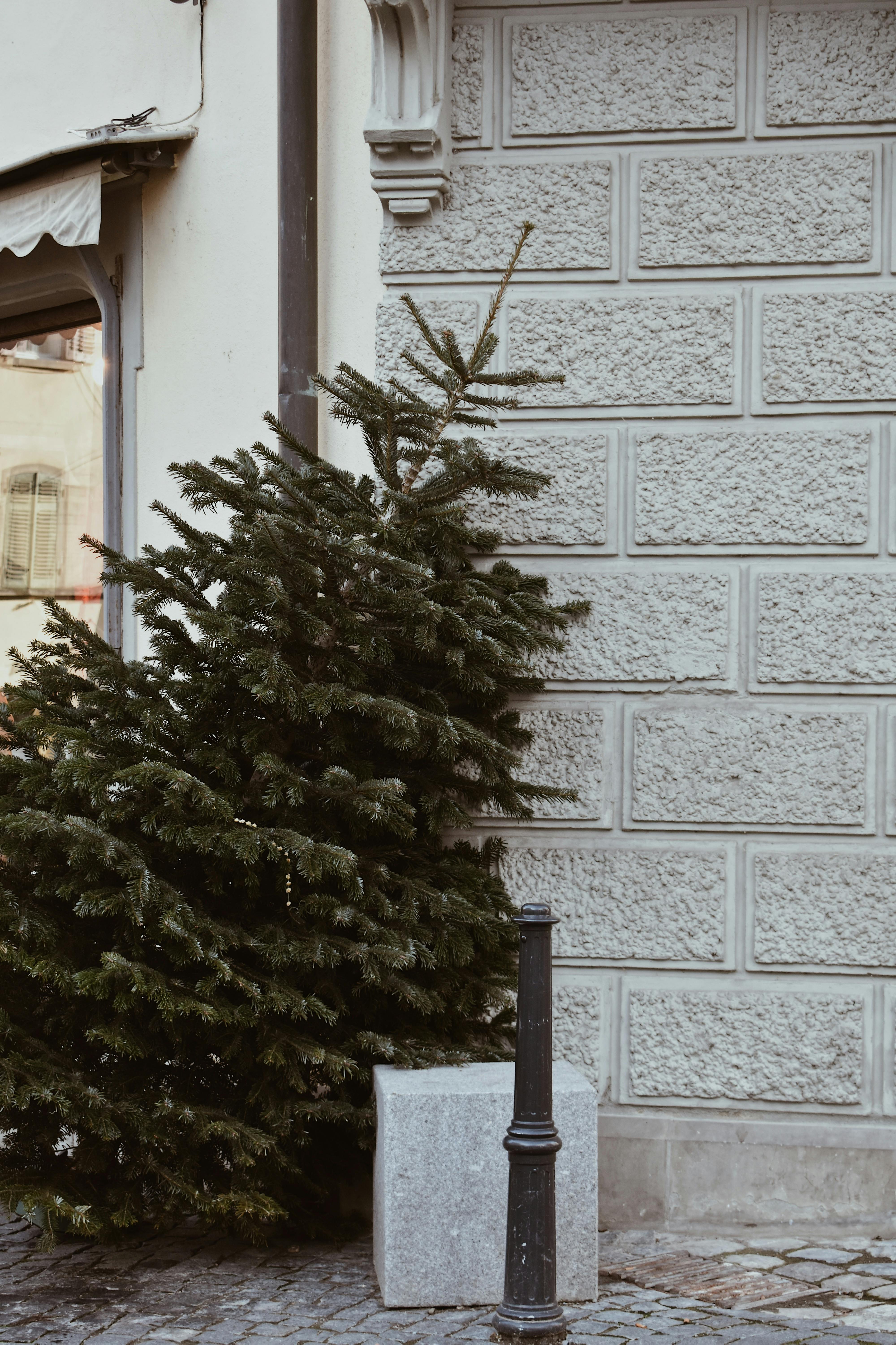 Christmas Tree Leaning Against a Wall Outdoors · Free Stock Photo
