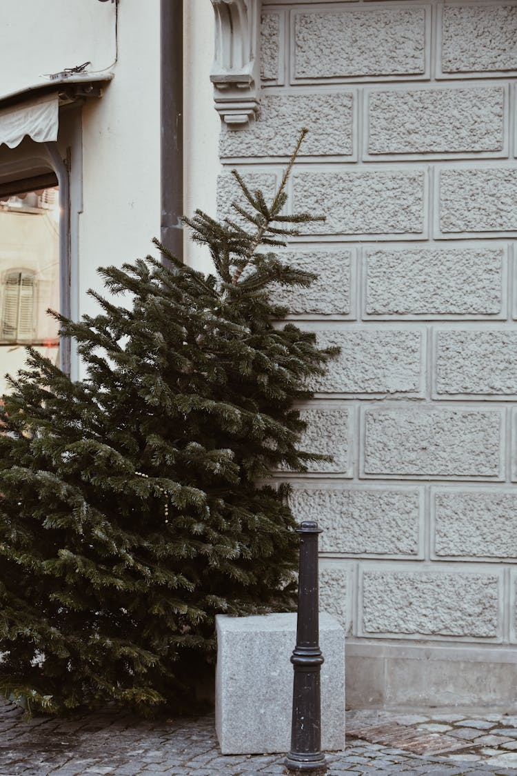 Christmas Tree Leaning Against A Wall Outdoors 