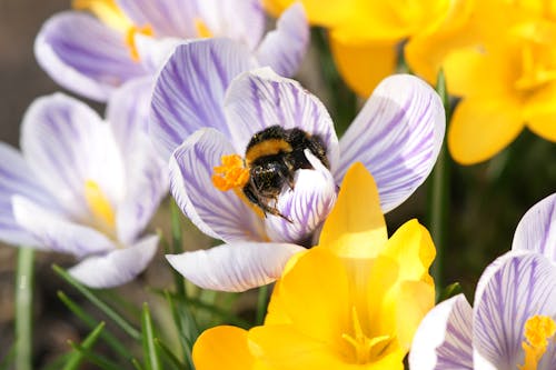 Macro Shot of a Bee Pollinating a Flower