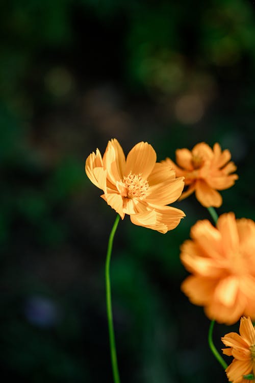 Kostnadsfri bild av blomfotografi, flora, närbild