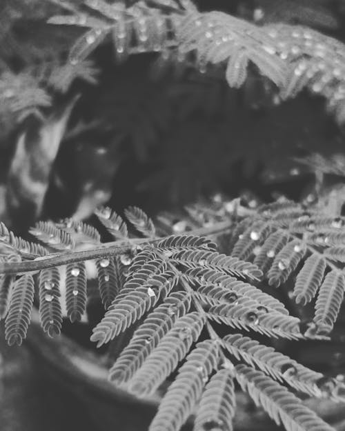 Grayscale Photo of Fern Plant With Dew Drops