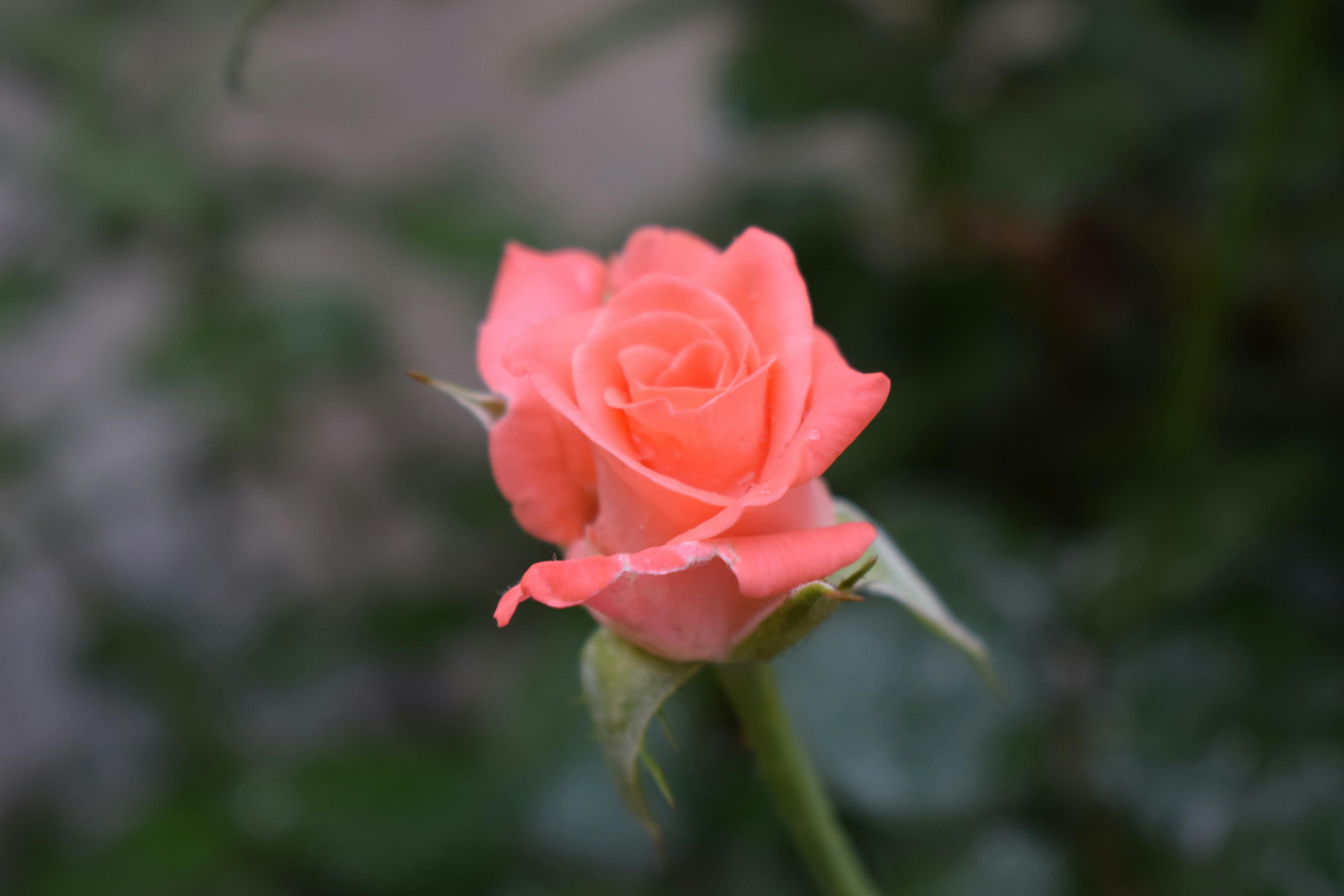 Free stock photo of Peach Rose, rose, rose bloom