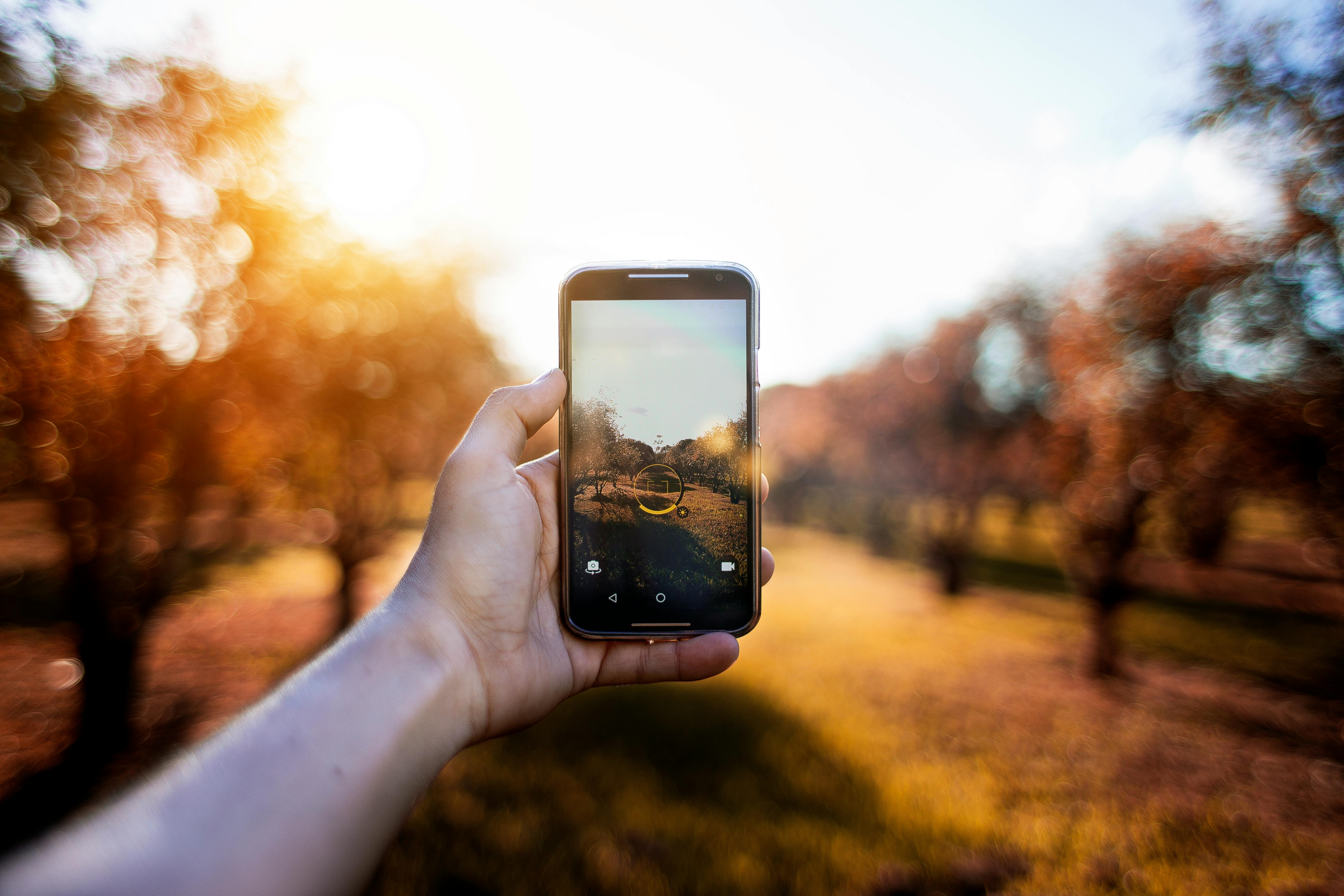 person taking pictures of brown trees