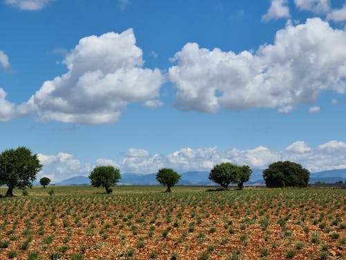Δωρεάν στοκ φωτογραφιών με αγρόκτημα, γαλάζιος ουρανός, θέα