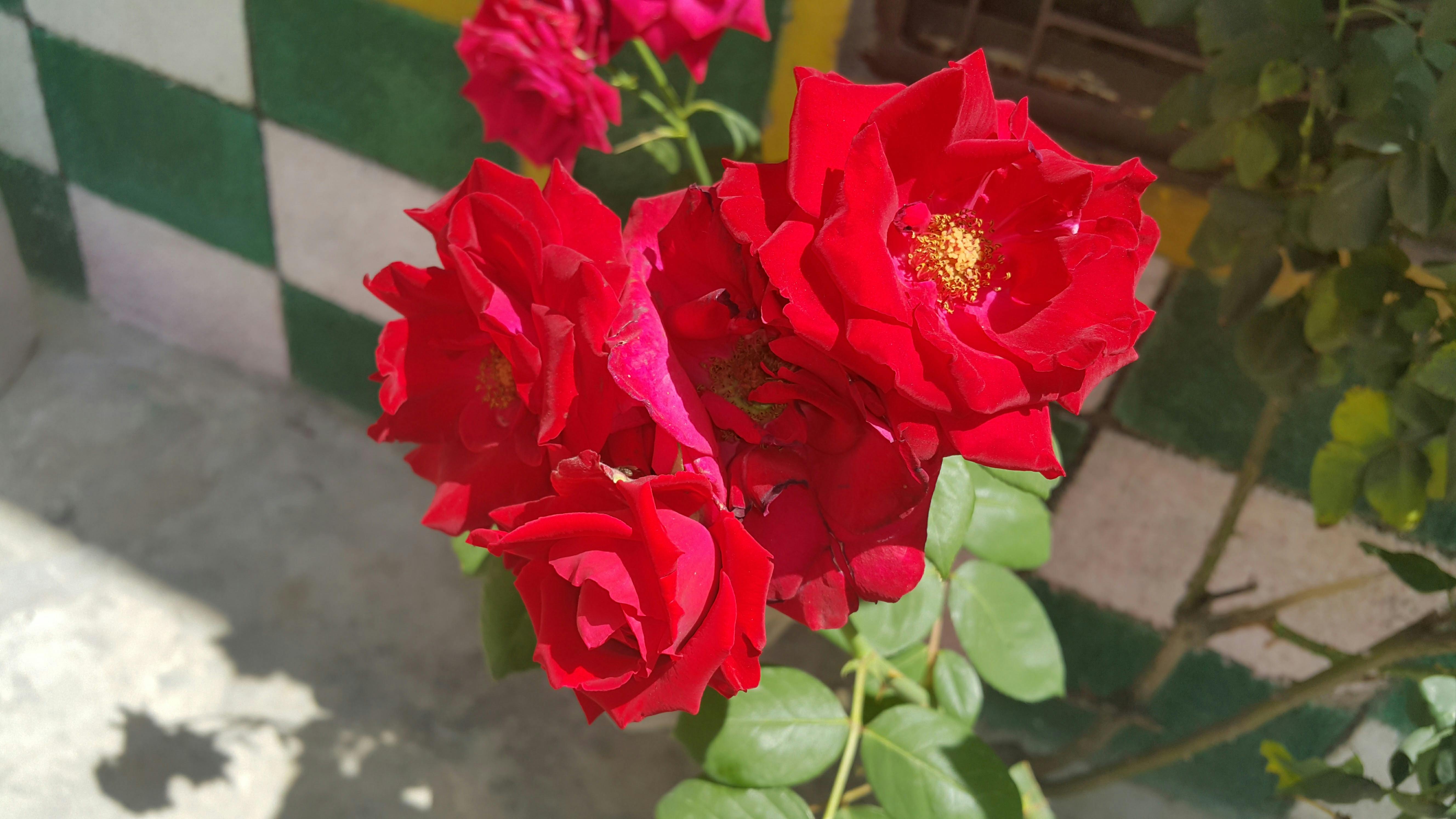 What Is The Difference Between Cryoskin And Coolsculpting Difference