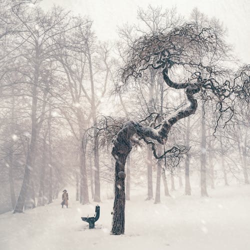 下雪, 人物, 公園 的 免費圖庫相片