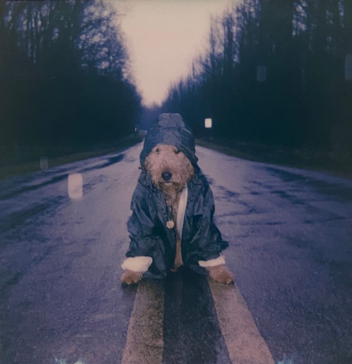 Dog wearing a dark raincoat on a quiet outdoor road