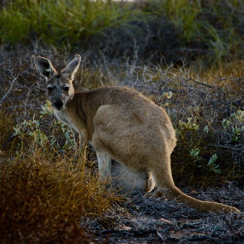 Free A kangaroo sits in the natural Australian bush, showcasing its distinctive posture and environment. Stock Photo