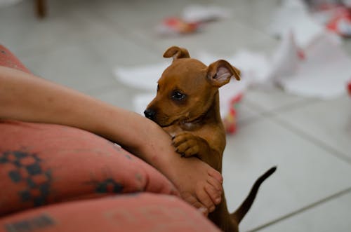 Free stock photo of baby dog, christmas, feet