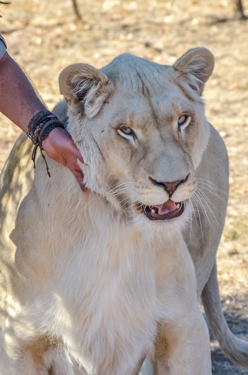Close-Up Photo of a White Lion 