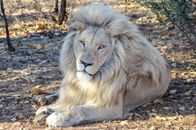 A White Lion Lying on the Ground with Dry Leaves