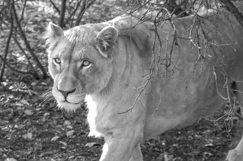 Free Stunning grayscale image of a lioness in a natural setting, showcasing its regal beauty. Stock Photo
