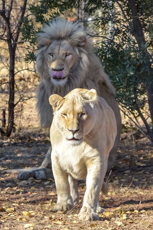 Free A Lion and a Lioness in the Savanna Stock Photo