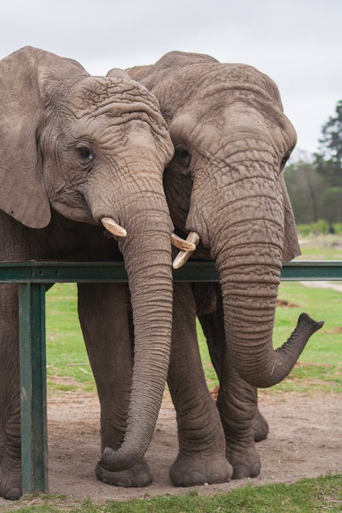 Free stock photo of elephant trunk, elephants, south africa - 500 x 750 jpeg 56kB