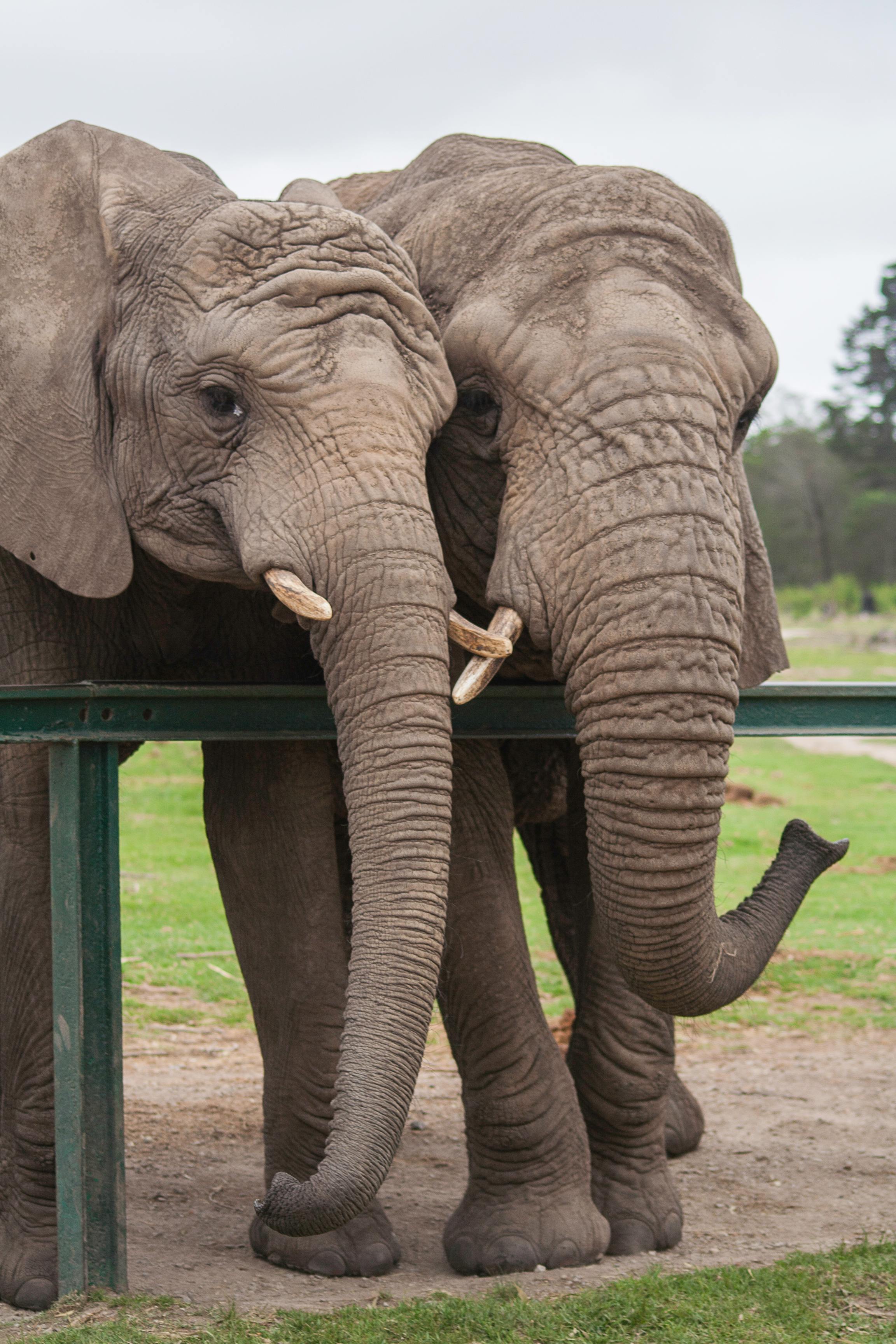 Free stock photo of elephant trunk, elephants, south africa