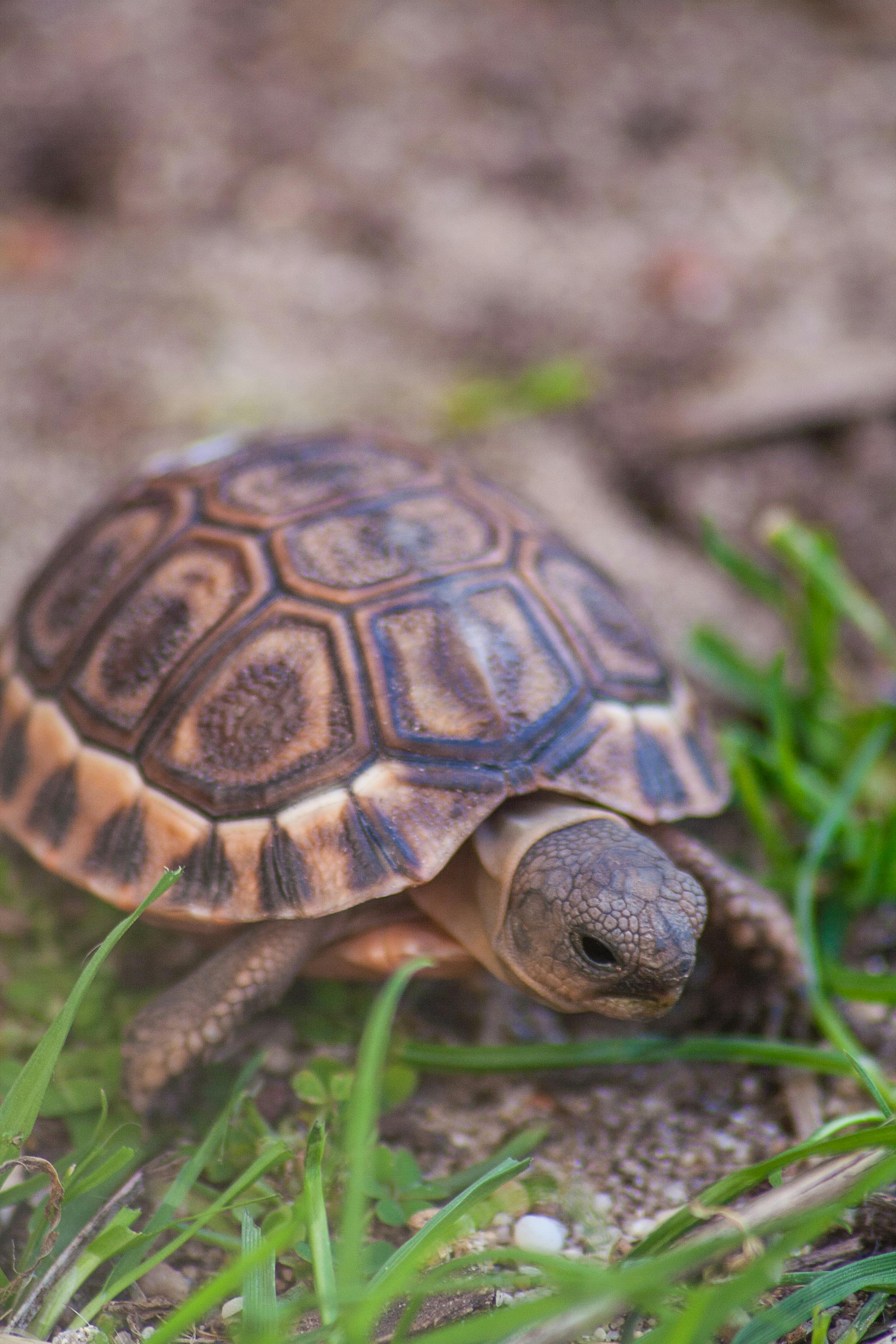 Free stock photo of south africa, tortoise