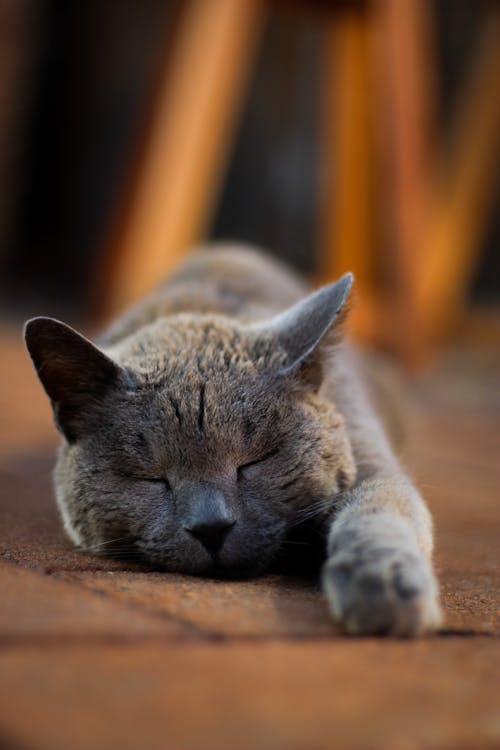 Close-Up Shot of a Russian Blue Cat Sleeping