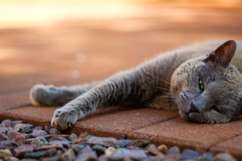 Free A gray cat lounging on a brick pathway, showcasing a serene, sleepy demeanor. Stock Photo
