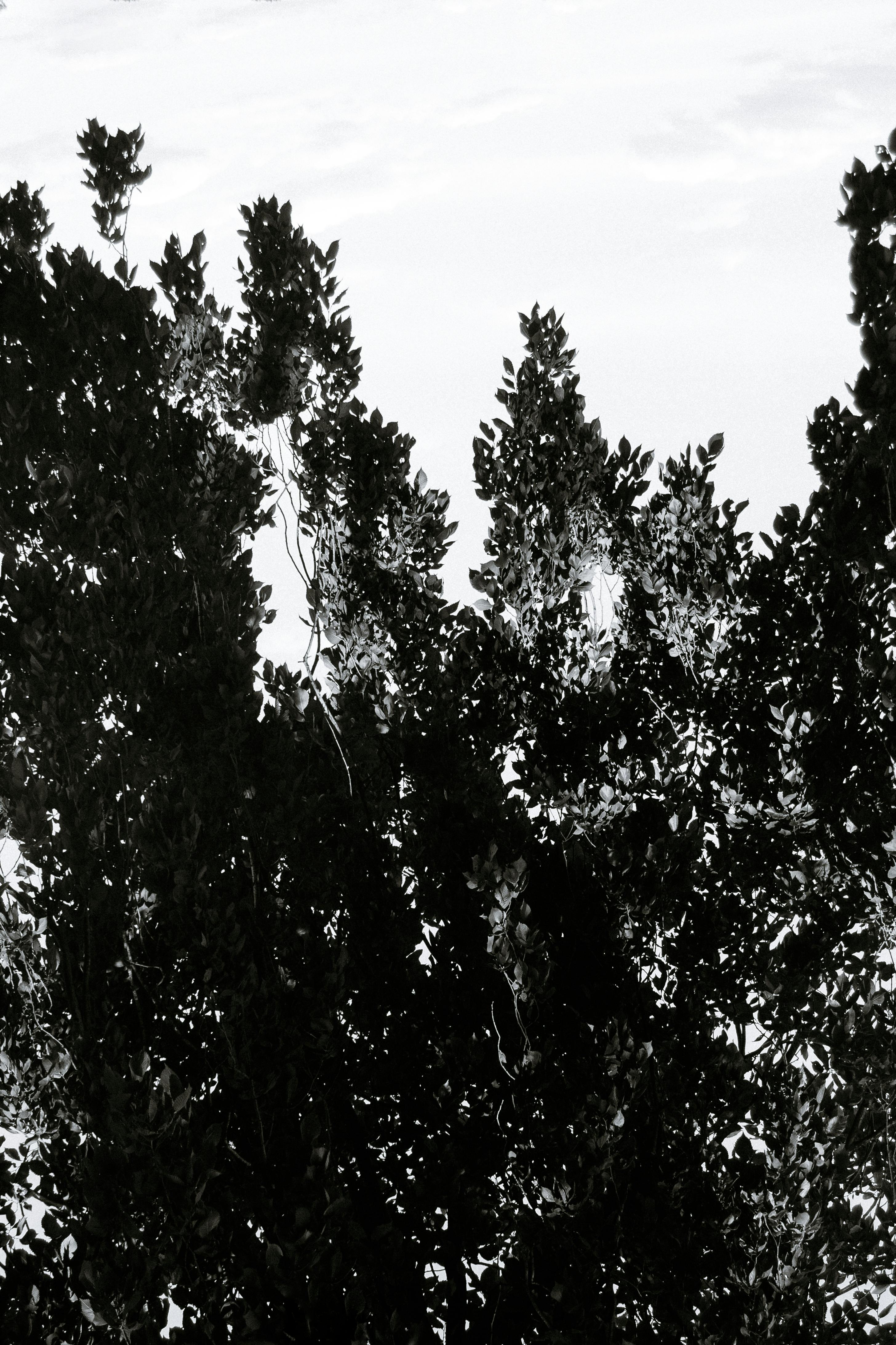 Black and white photo of tree reflections in water creating an abstract nature scene.