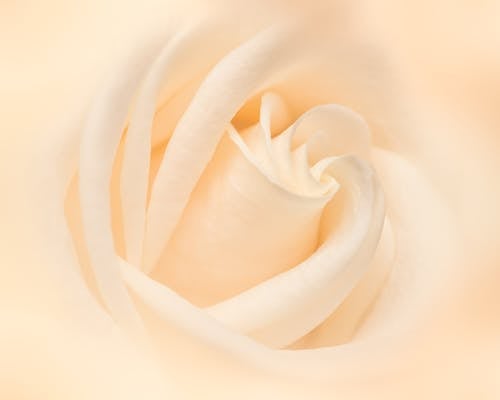 Closeup of gentle white bud of blossoming rose flower with pleasant tender petals forming abstract ornament
