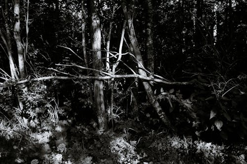 Gratuit Imagine de stoc gratuită din alb-negru, arbori, codru Fotografie de stoc