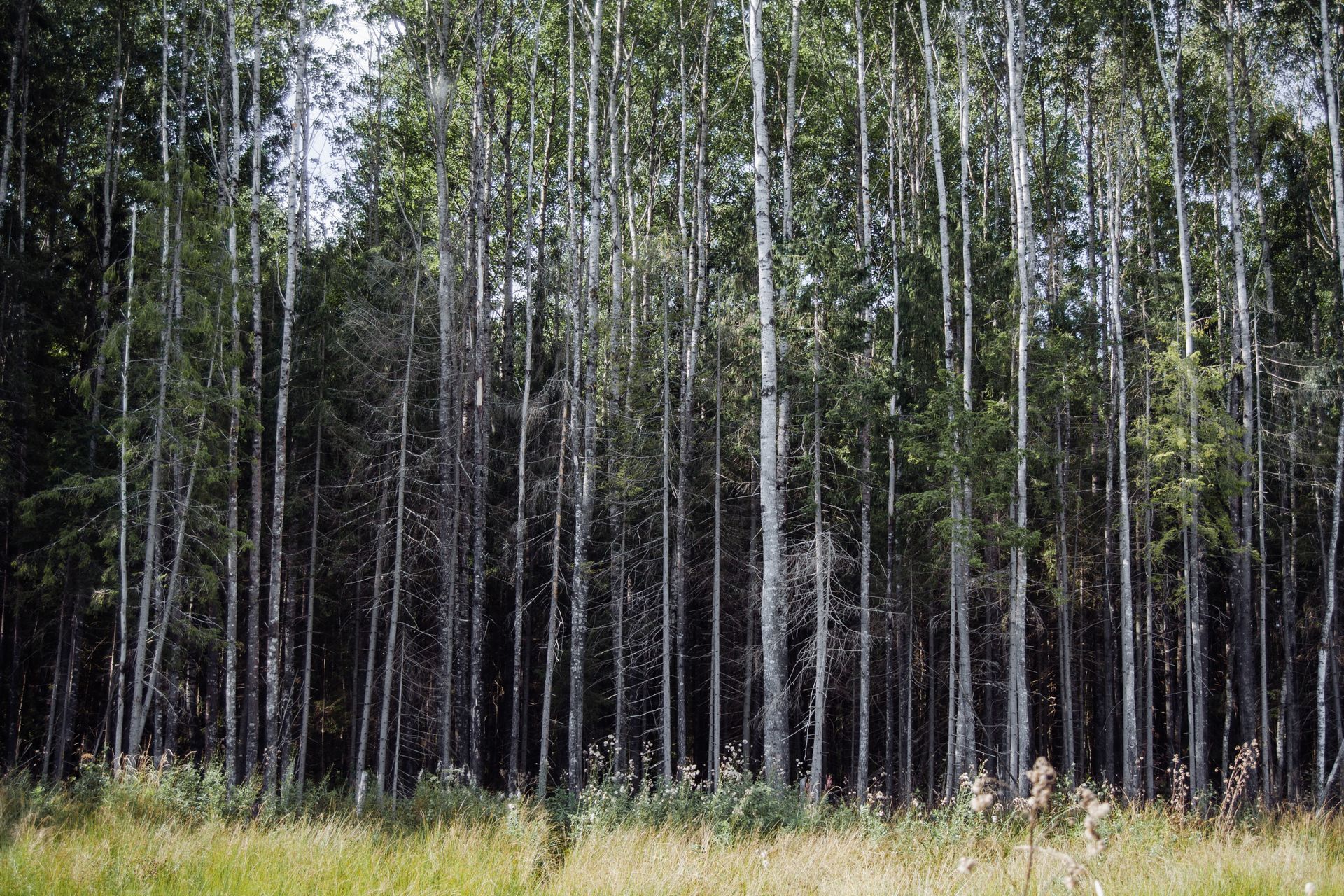 Explore the tranquility of a lush birch forest, capturing nature's beauty in summer.