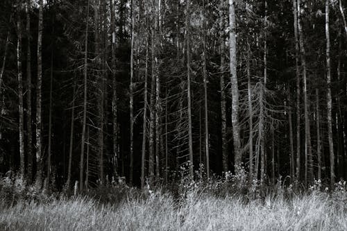Fotobanka s bezplatnými fotkami na tému čierny a biely, ihličnan, les