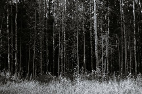 Gratis stockfoto met bomen, Bos, bossen