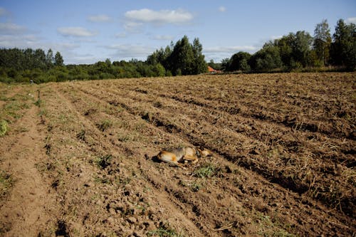 Horse in the Middle of a Farmland