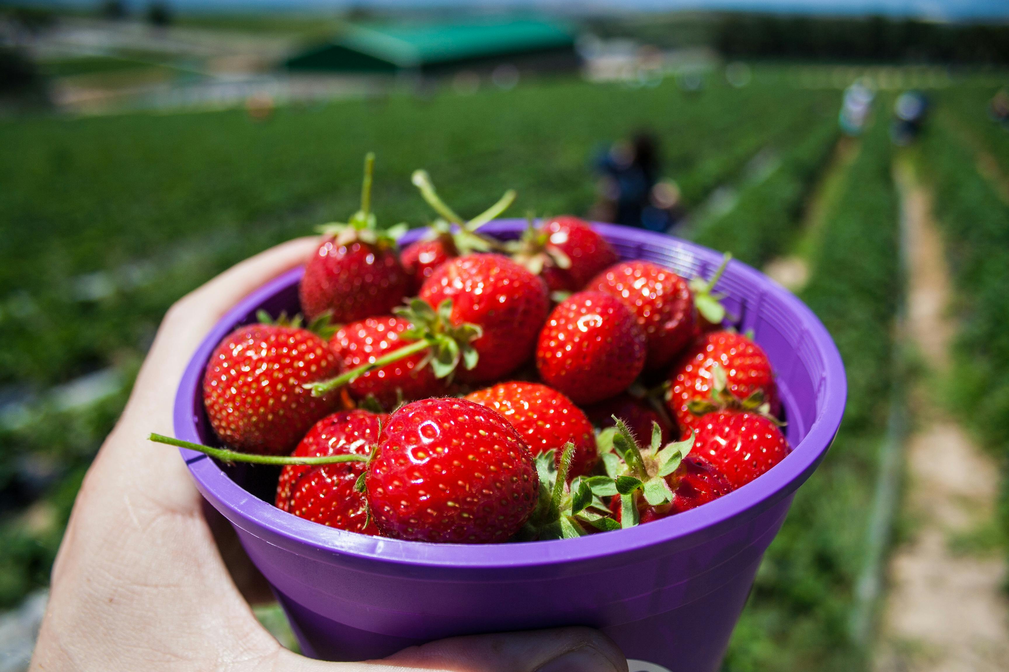 Free stock photo of farm, south africa, strawberries