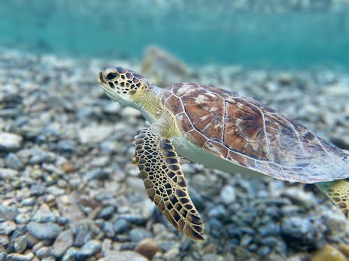 Photo of a Turtle Underwater