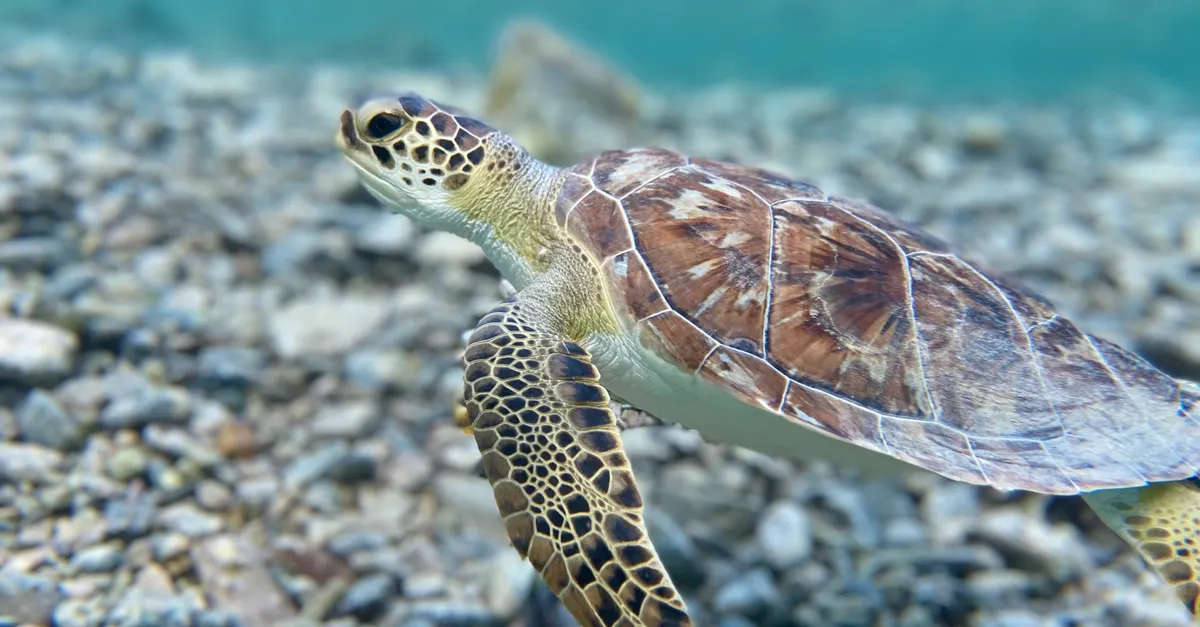 Snorkeling aux îles Perhentian — vue sous-marine 2