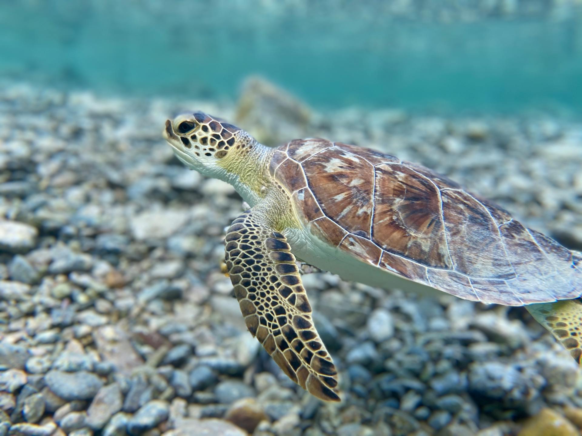 A graceful sea turtle gliding underwater near the rocky seabed in the British Virgin Islands.