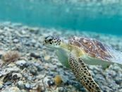 Close-up of a green sea turtle swimming underwater in the crystal clear waters of the British Virgin Islands.