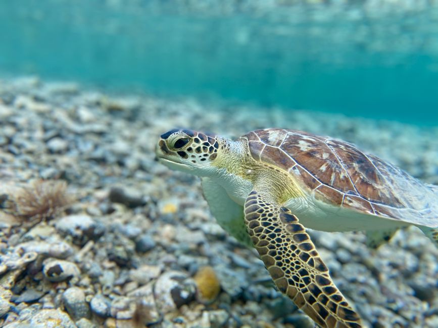 Close-up of a green sea turtle swimming underwater in the crystal clear waters of the British Virgin Islands. - Mullins Beach vs. Paynes Bay: Which West Coast Beach is Better?