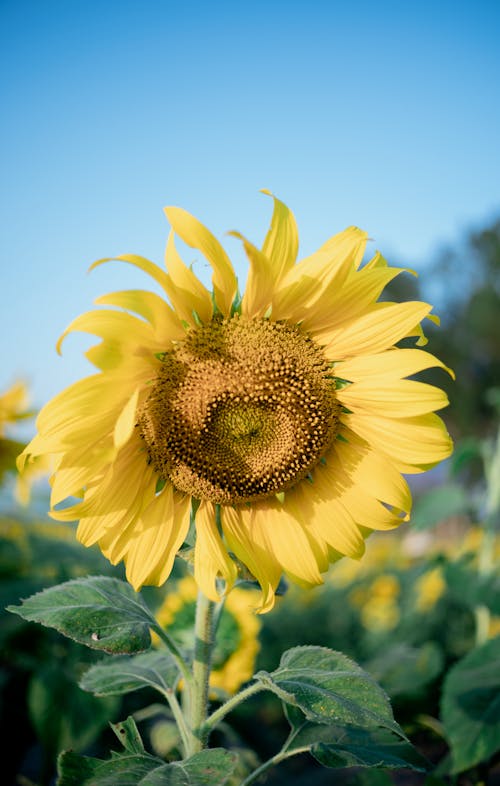 Close Up Shot of a Sunflower