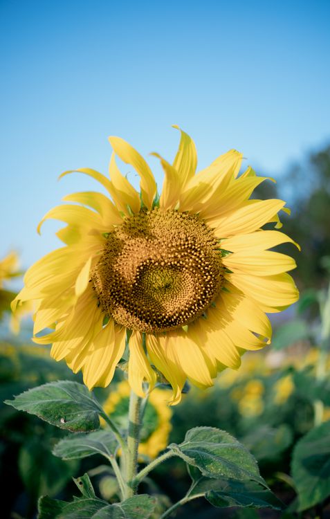 Close Up Shot of a Sunflower · Free Stock Photo