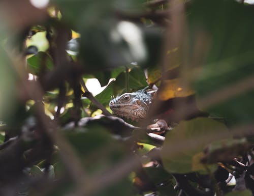 Iguana crawling on tree branches in forest