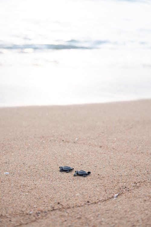 Tiny turtles crawling on sandy coast