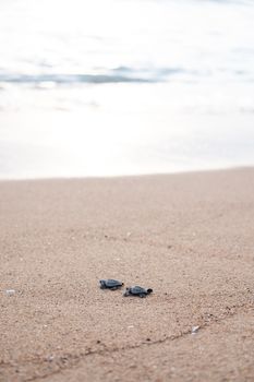 Small marine turtles crawling on wet sandy shore near sea in wildlife at daylight
