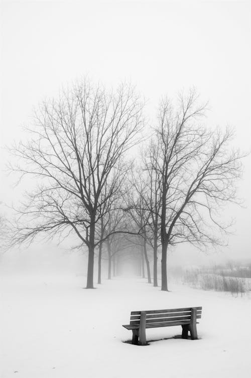 Bare Trees on Snow Covered Ground