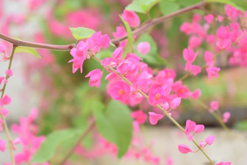 Free Close-up of pink Antigonon leptopus flowers in bloom with a vibrant and delicate appearance. Stock Photo