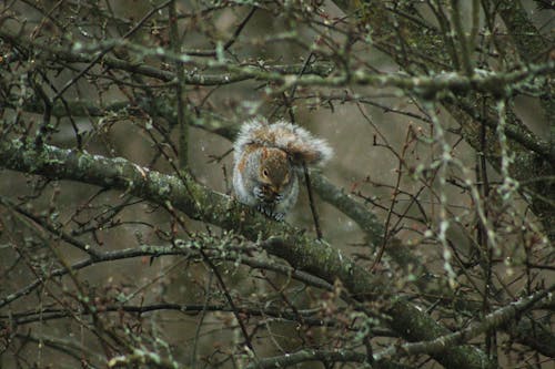 Brown Squirrel On Brown Tree Branch