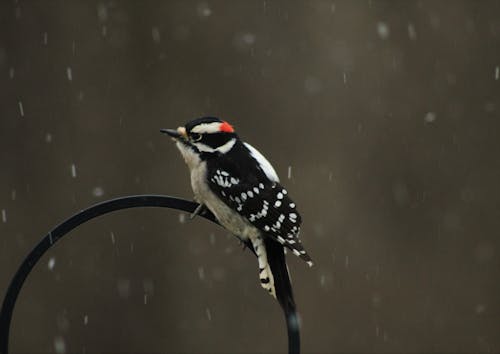 Macro Shot Of A Downy Woodpecker 